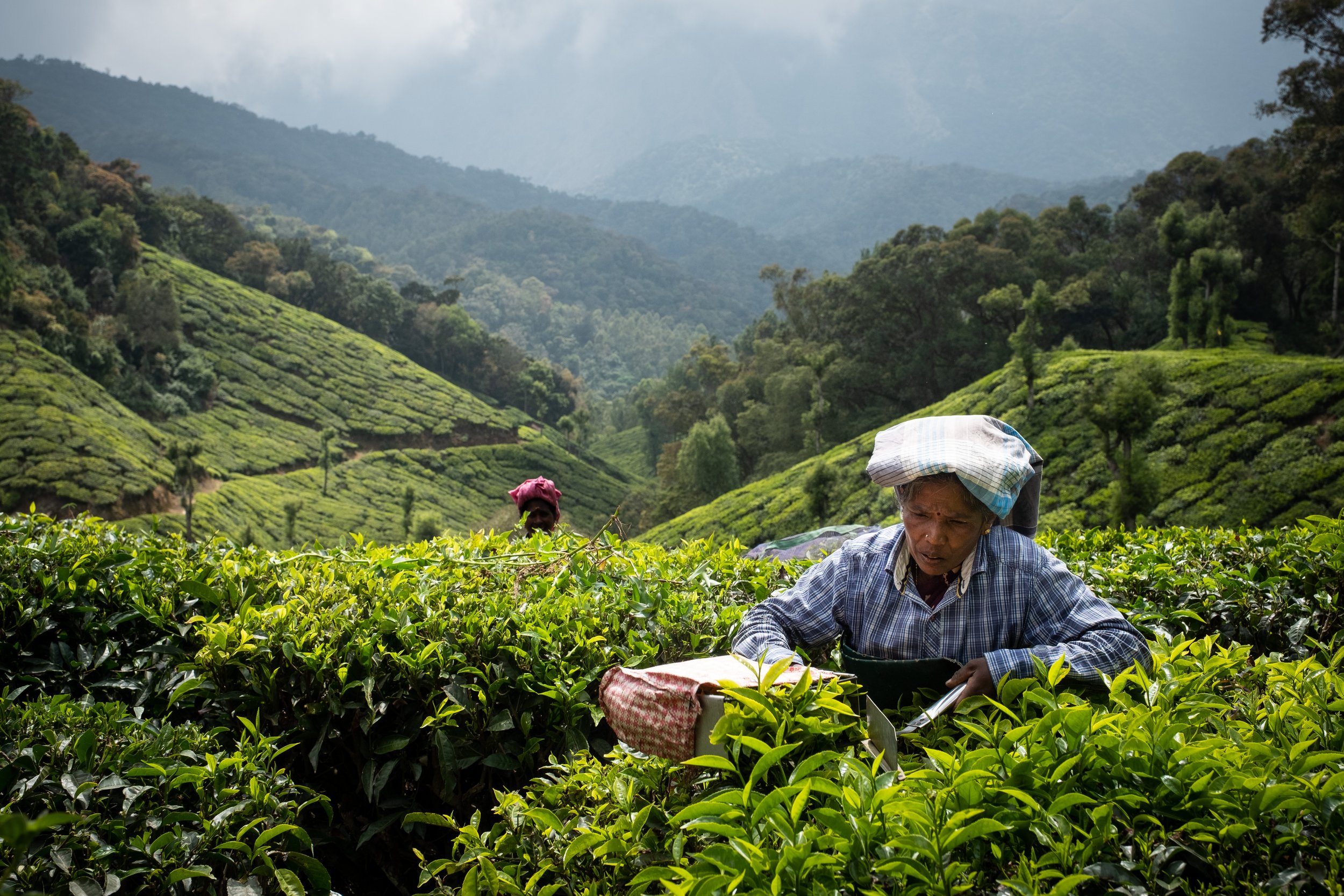  Workers pick tea at the tea plantations in Munnar, Kerala ,India 