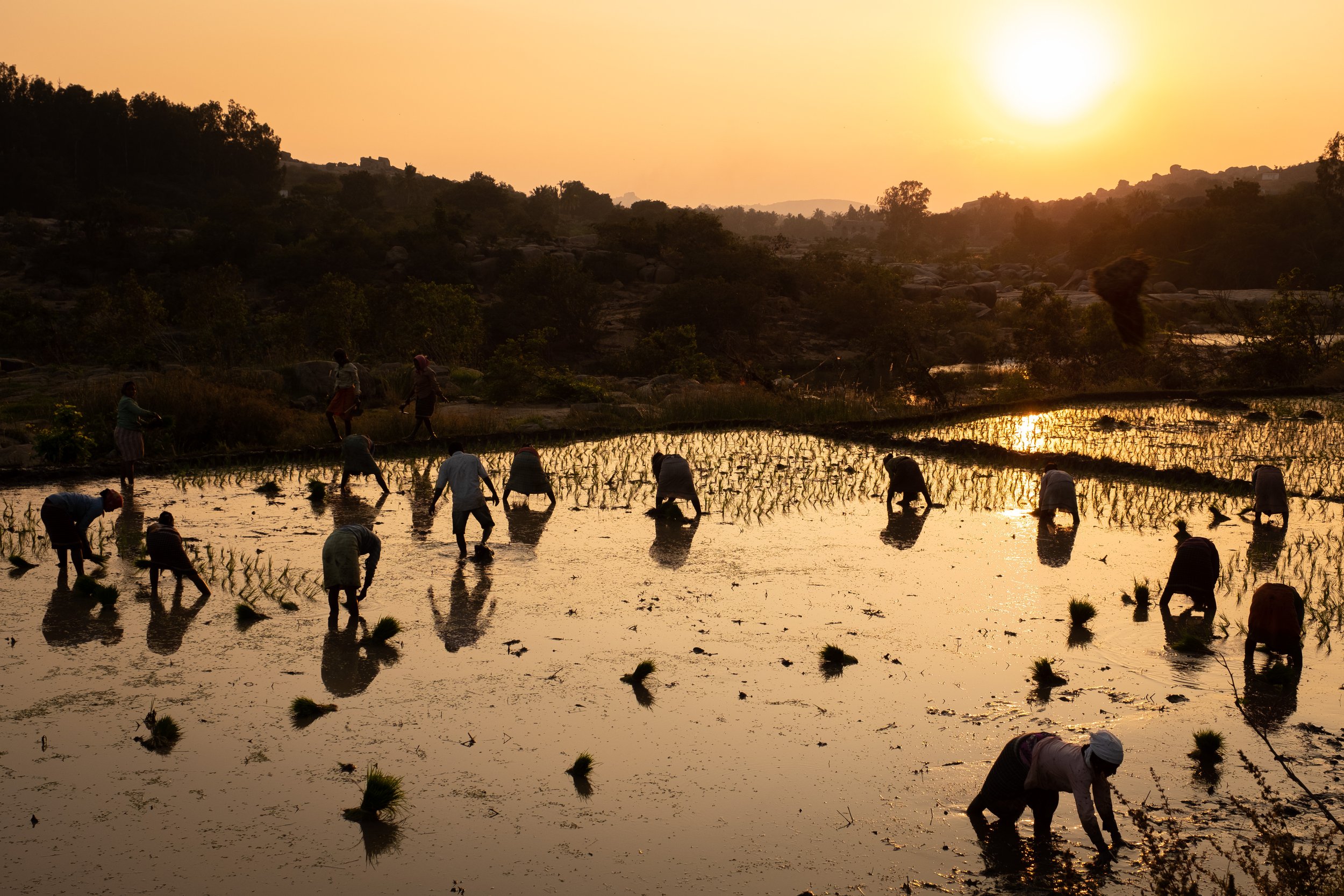  Women planting rice in a Paddy Field near Hampi an ancient village in the south Indian state of Karnataka. 