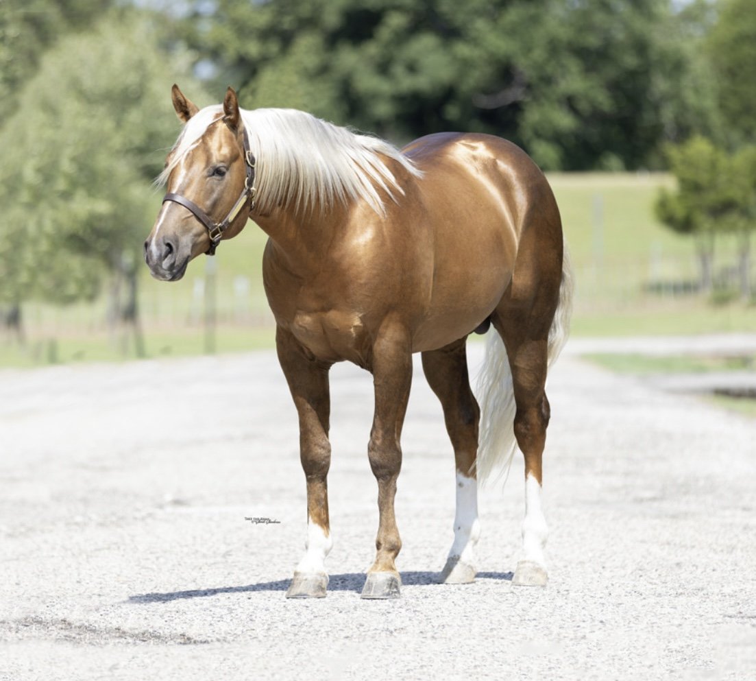 Reel Deal — The Ranch Equine, Inc.