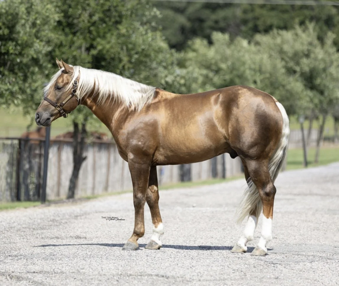 Reel Deal — The Ranch Equine, Inc.