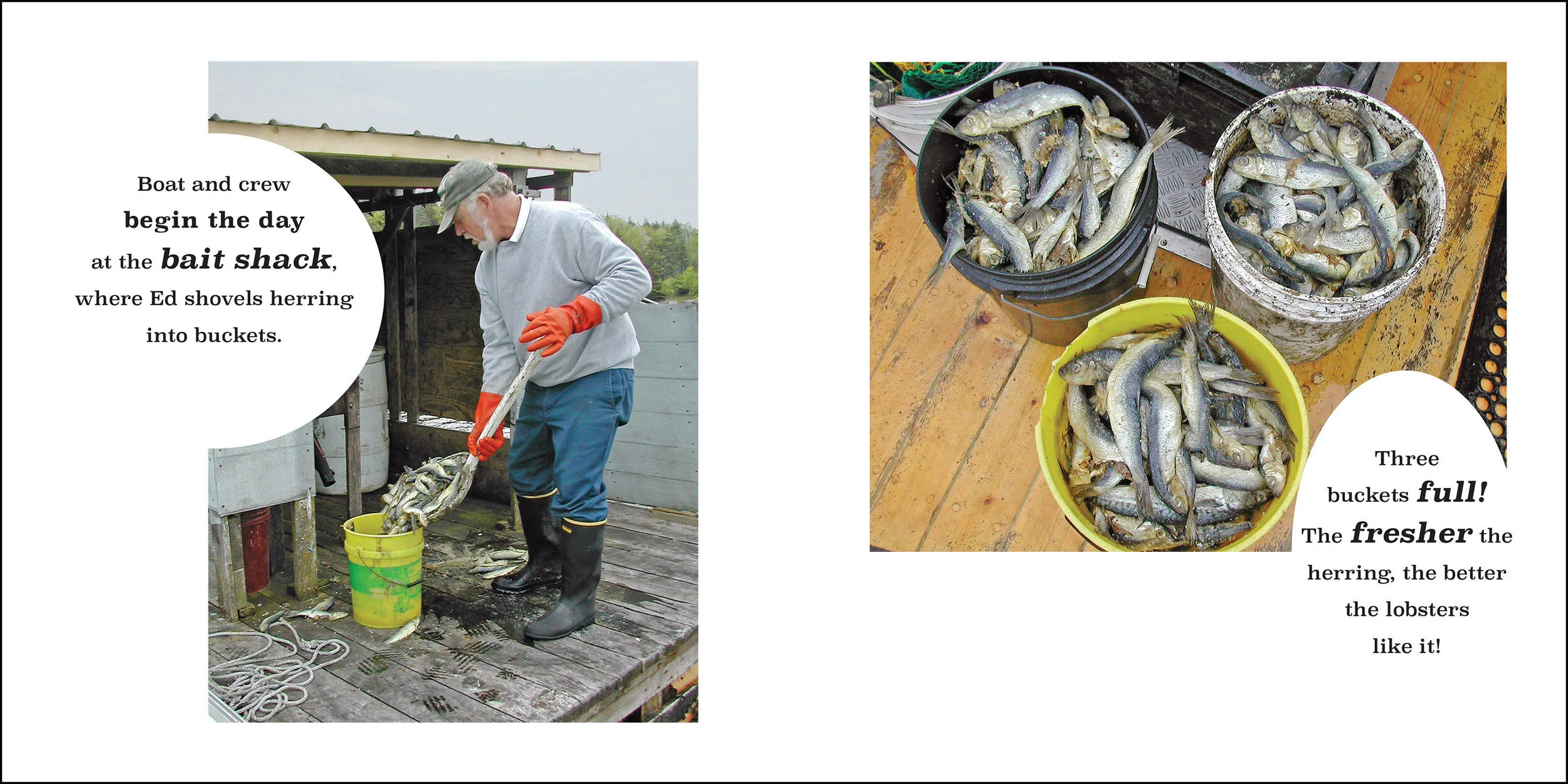 How to Catch a Lobster Pages 8-9 larger border.jpg