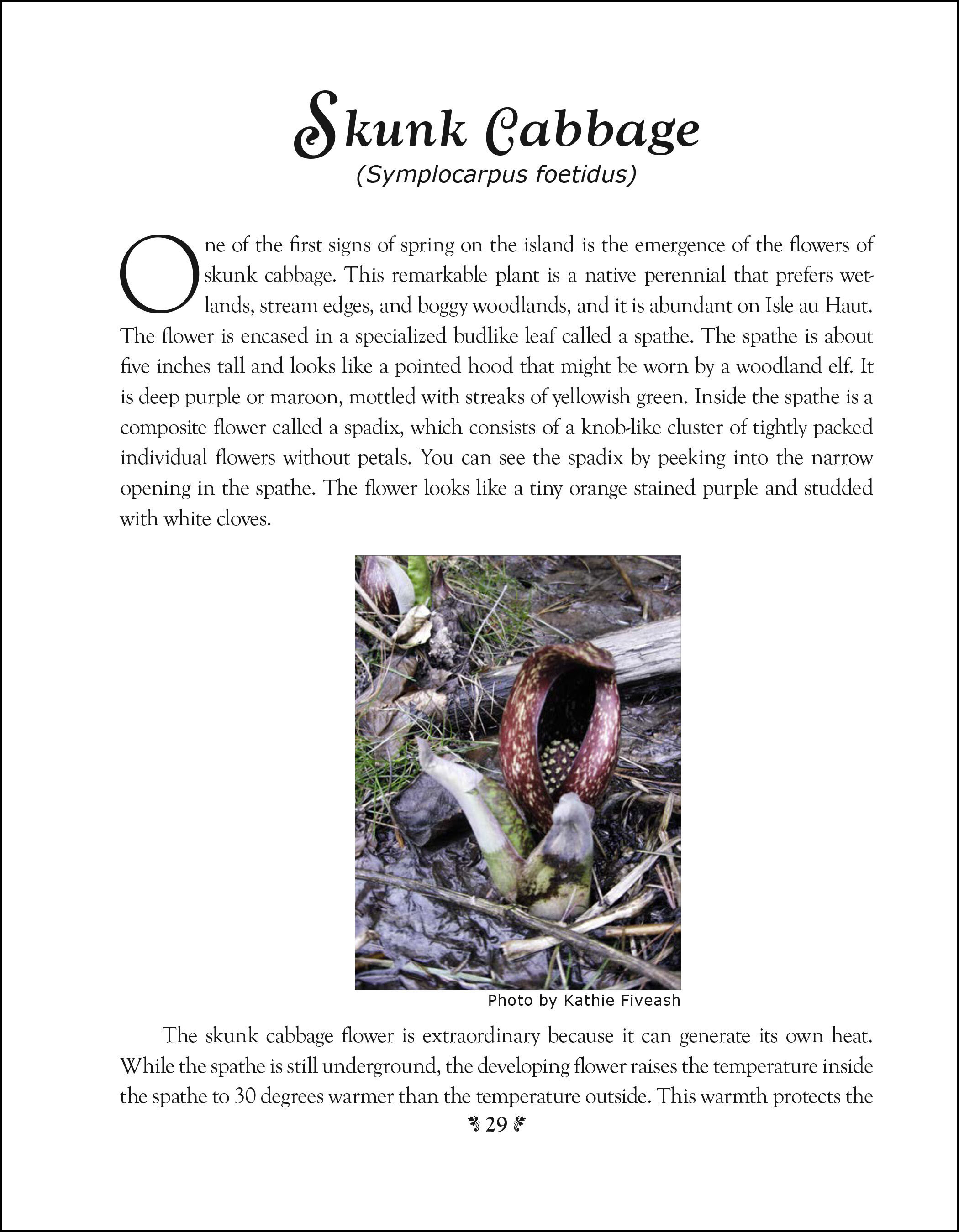 Island Naturalist Page 29 larger border.jpg