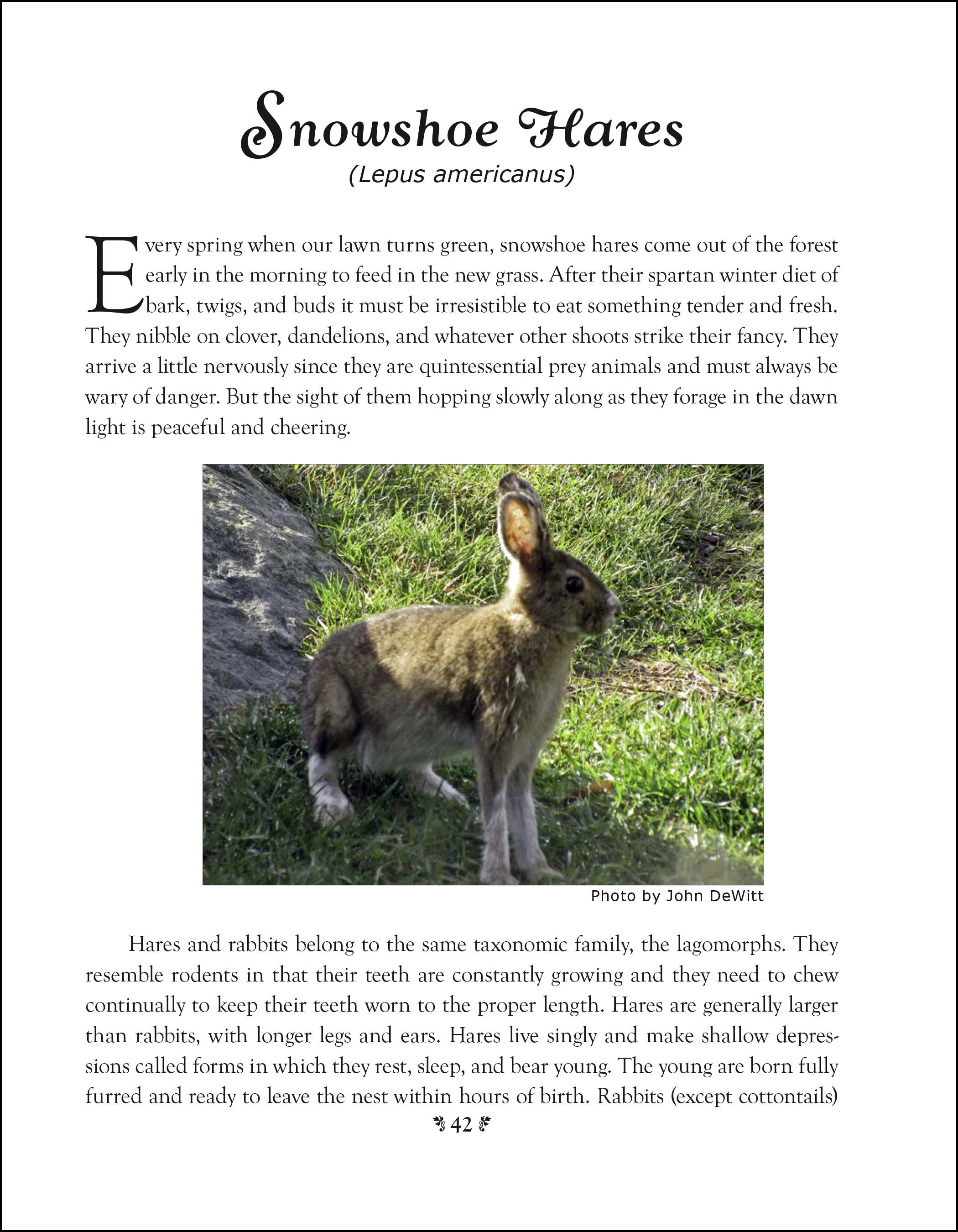 Island Naturalist Page 42 larger border.jpg