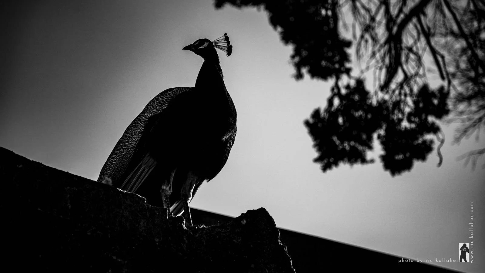 Peacock at Castelo de Sao Jorge, Lisboa, Portugal