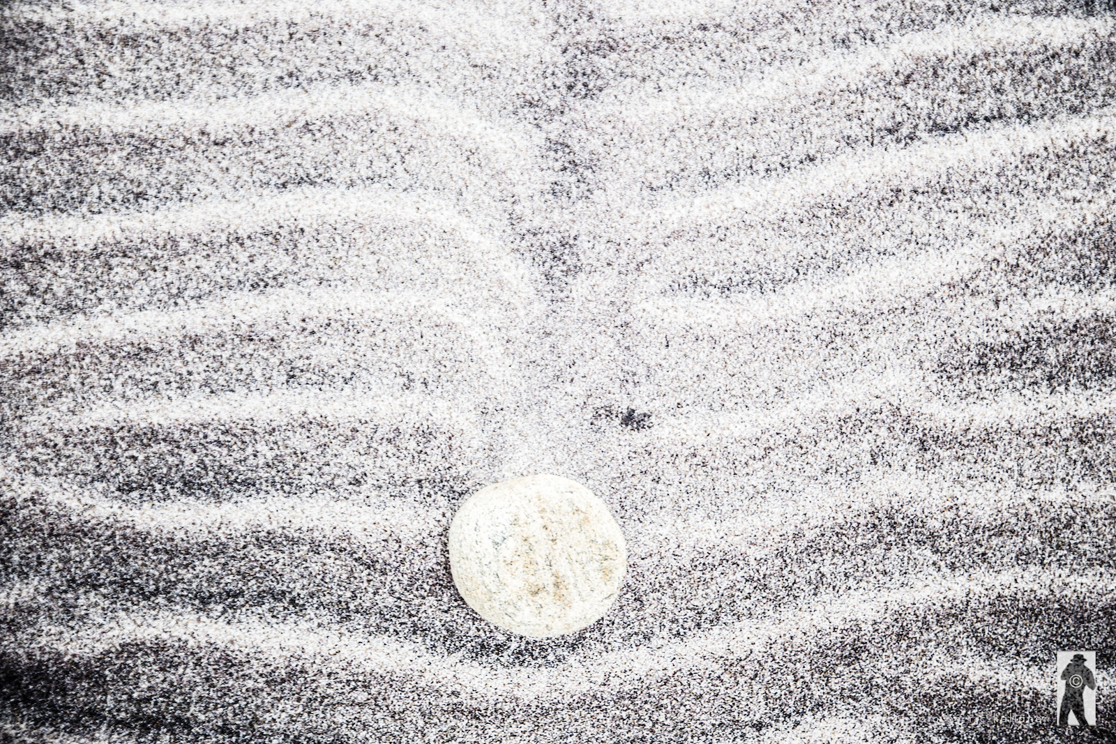 Beach Bones 1
