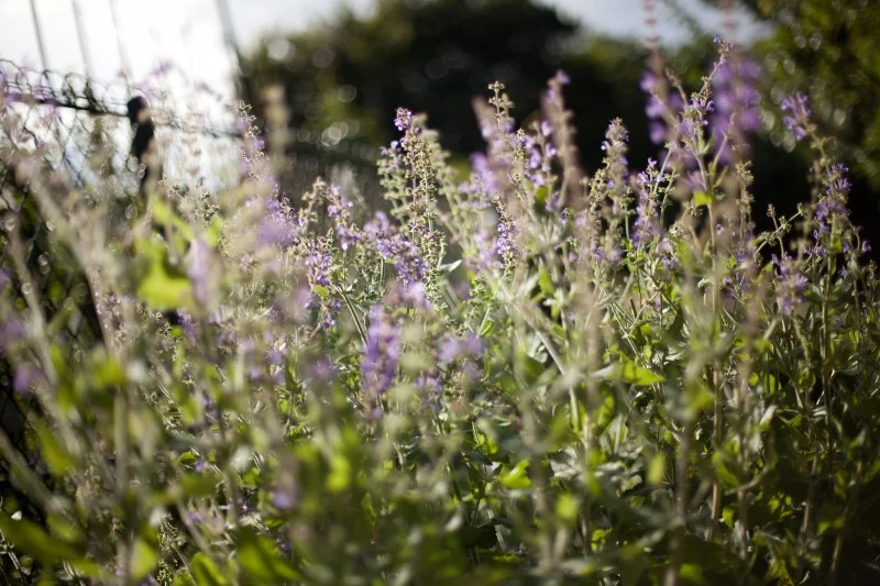 072913_jardin_du_luxembourg_008
