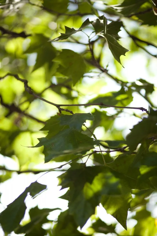 072913_jardin_du_luxembourg_042