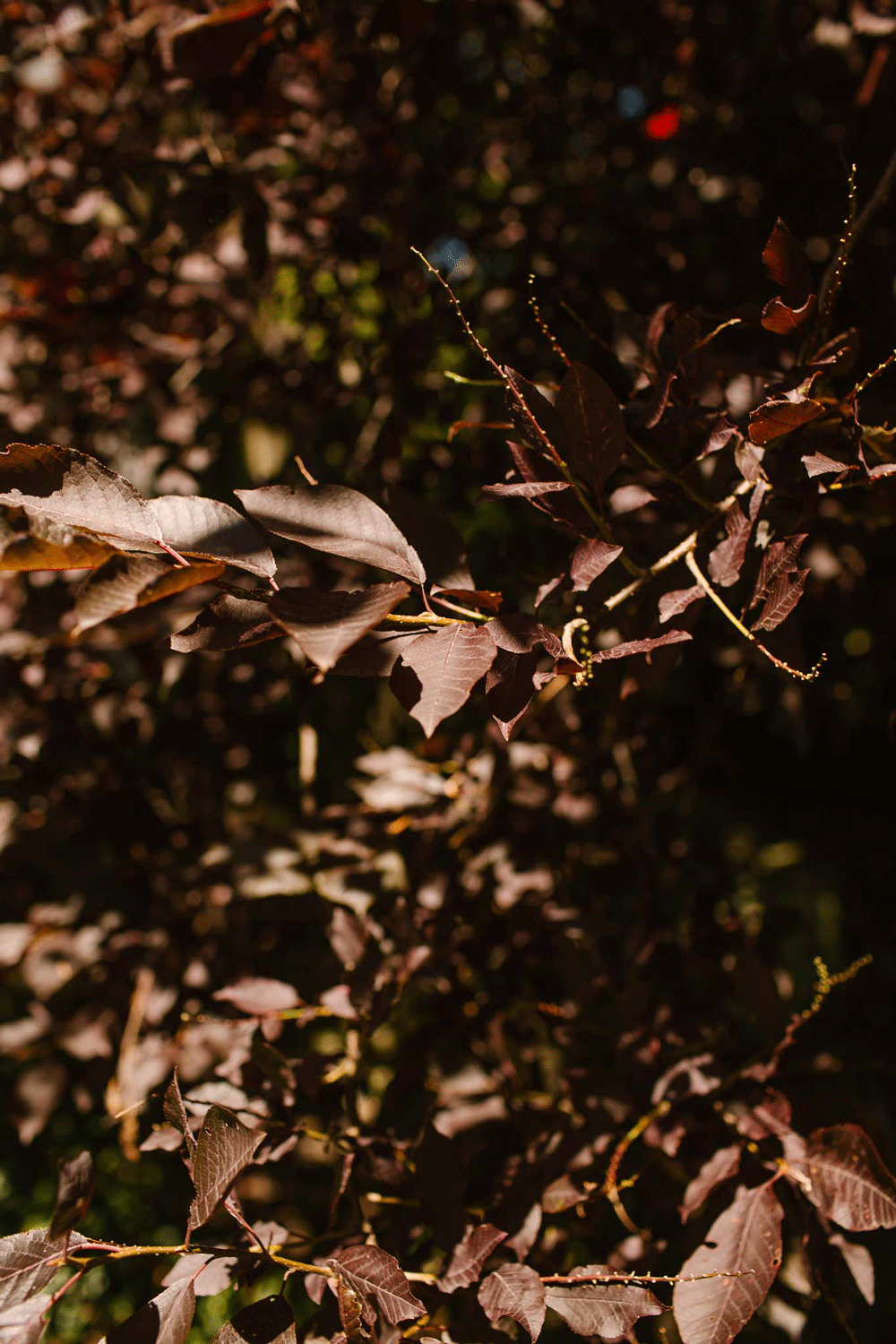 leaves2.gif