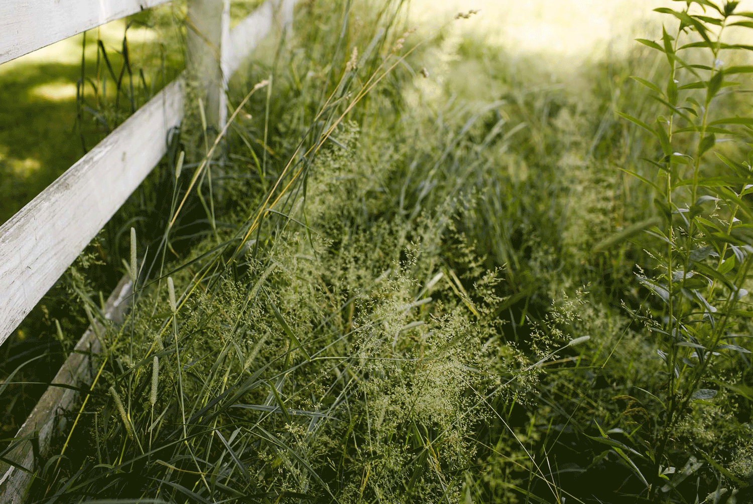 grassfense.gif