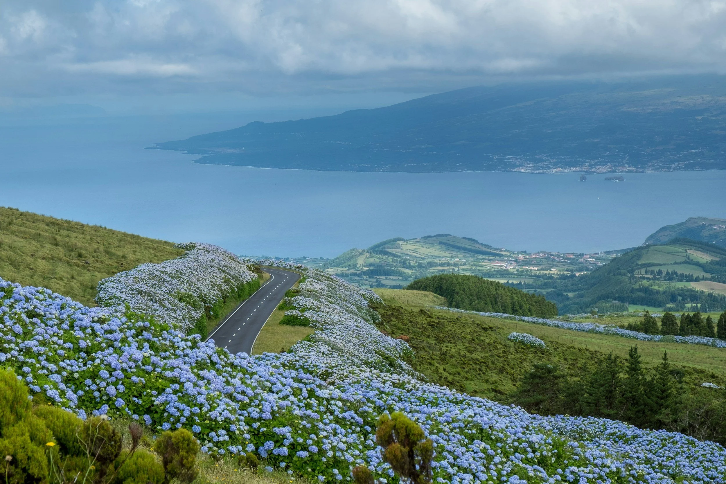Hydrangea-lined road overlooking the coastline in the Azores with rolling green hills and ocean views