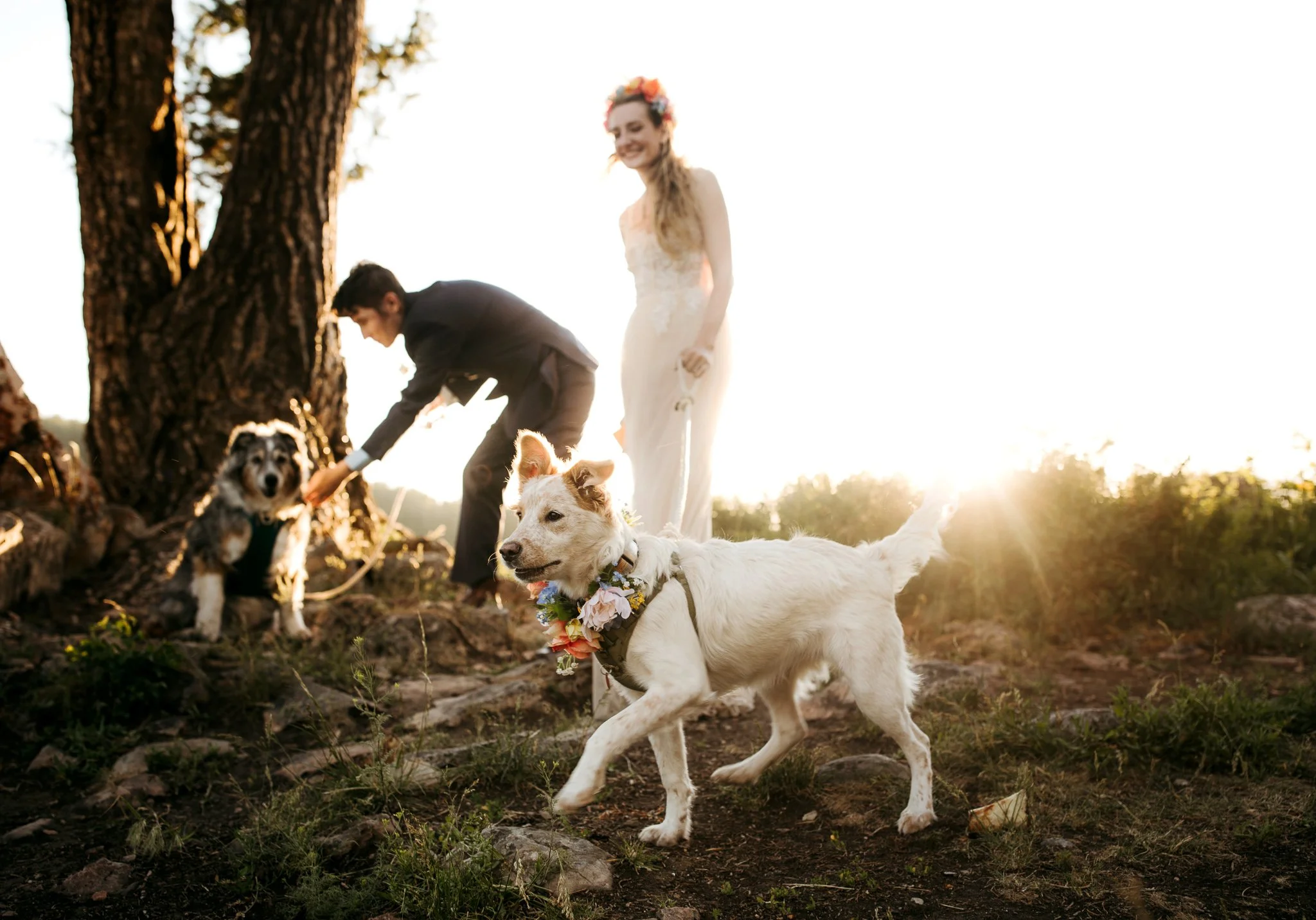 Couple celebrating their elopement with their dogs at sunset in a mountain landscape