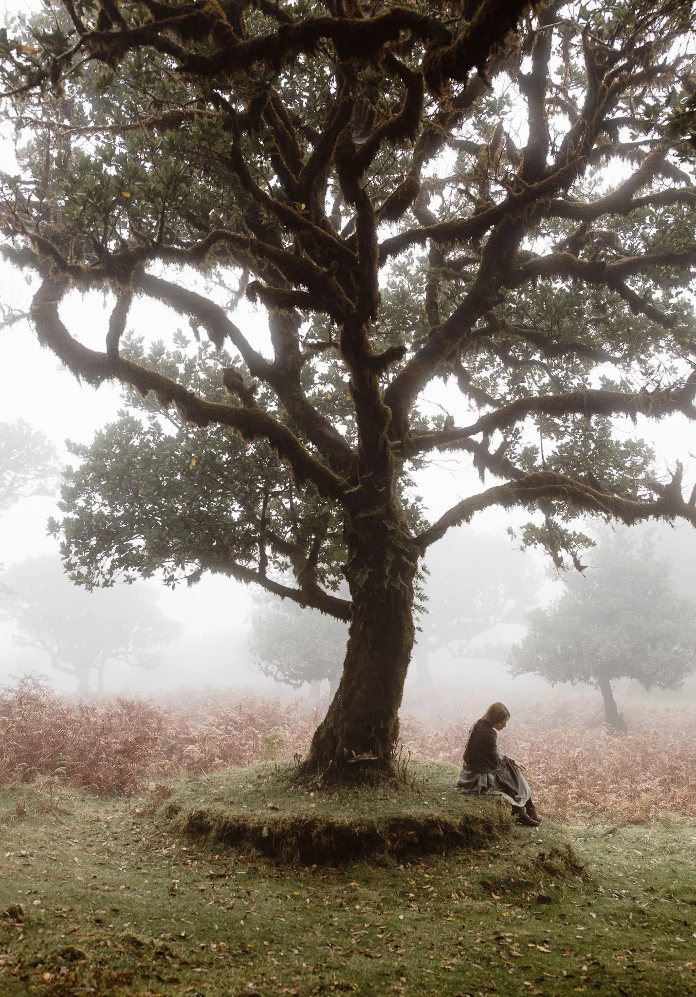 Foggy forest with moss-covered trees creating a quiet, atmospheric setting