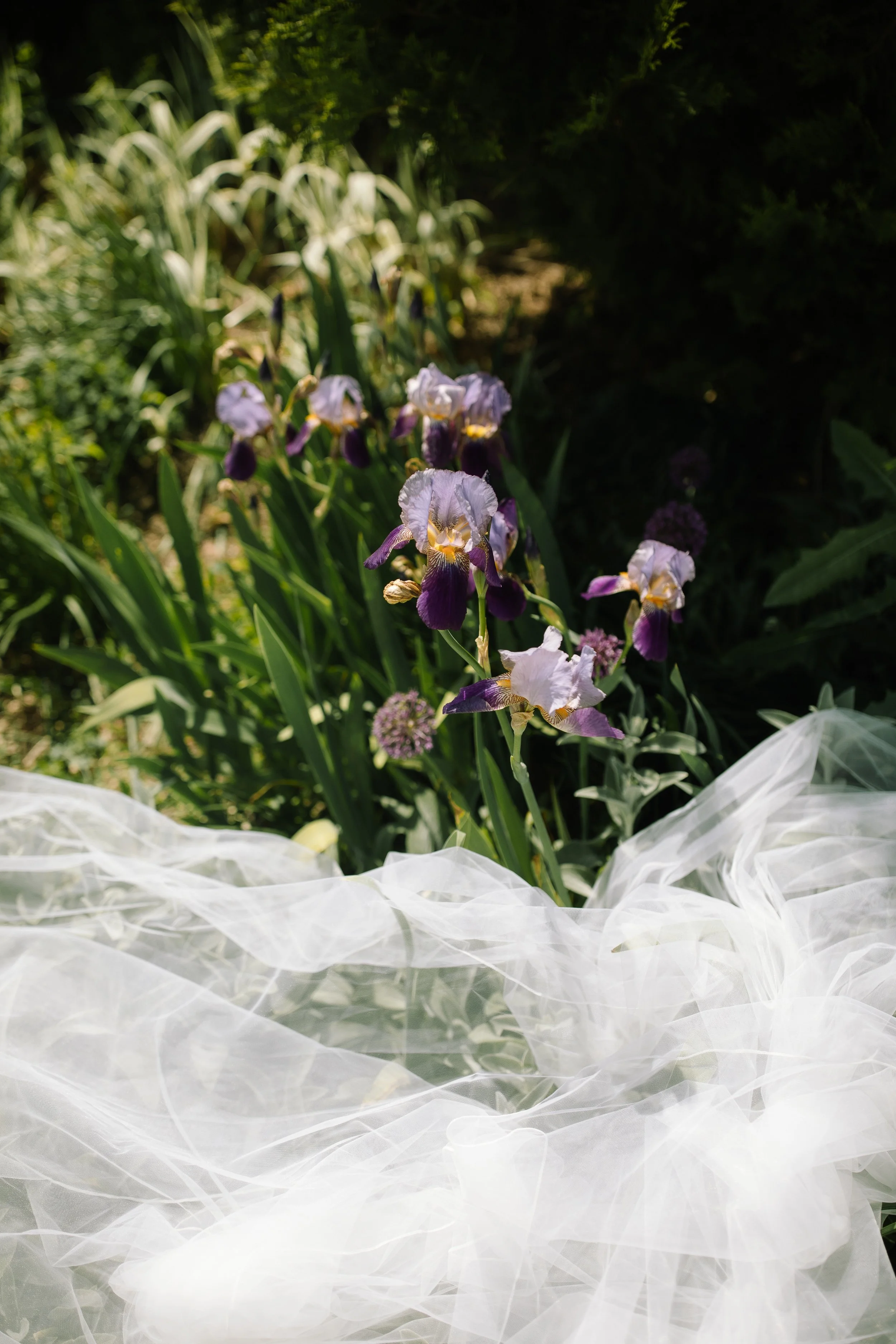 Purple irises and soft bridal veil fabric photographed in the garden during a spring wedding at Jorgensen Farm The Gardens.