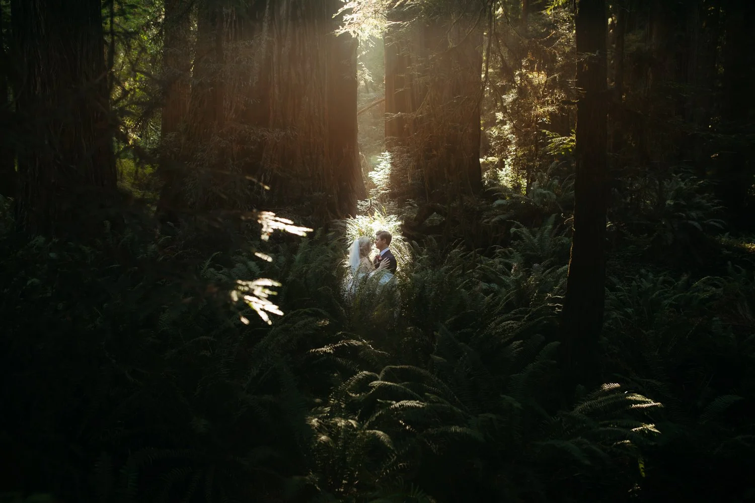 Sunlight filtering through ferns around a couple during a Prairie Creek Redwoods elopement
