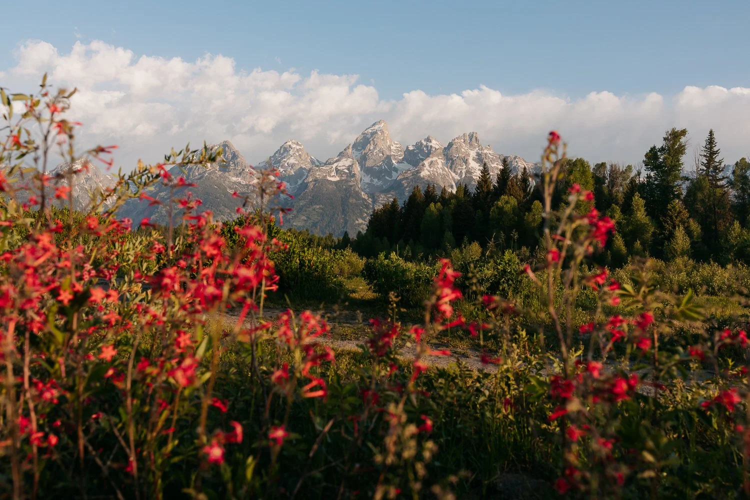 Summer wildflowers in the foreground with the Grand Teton mountain range rising behind them.