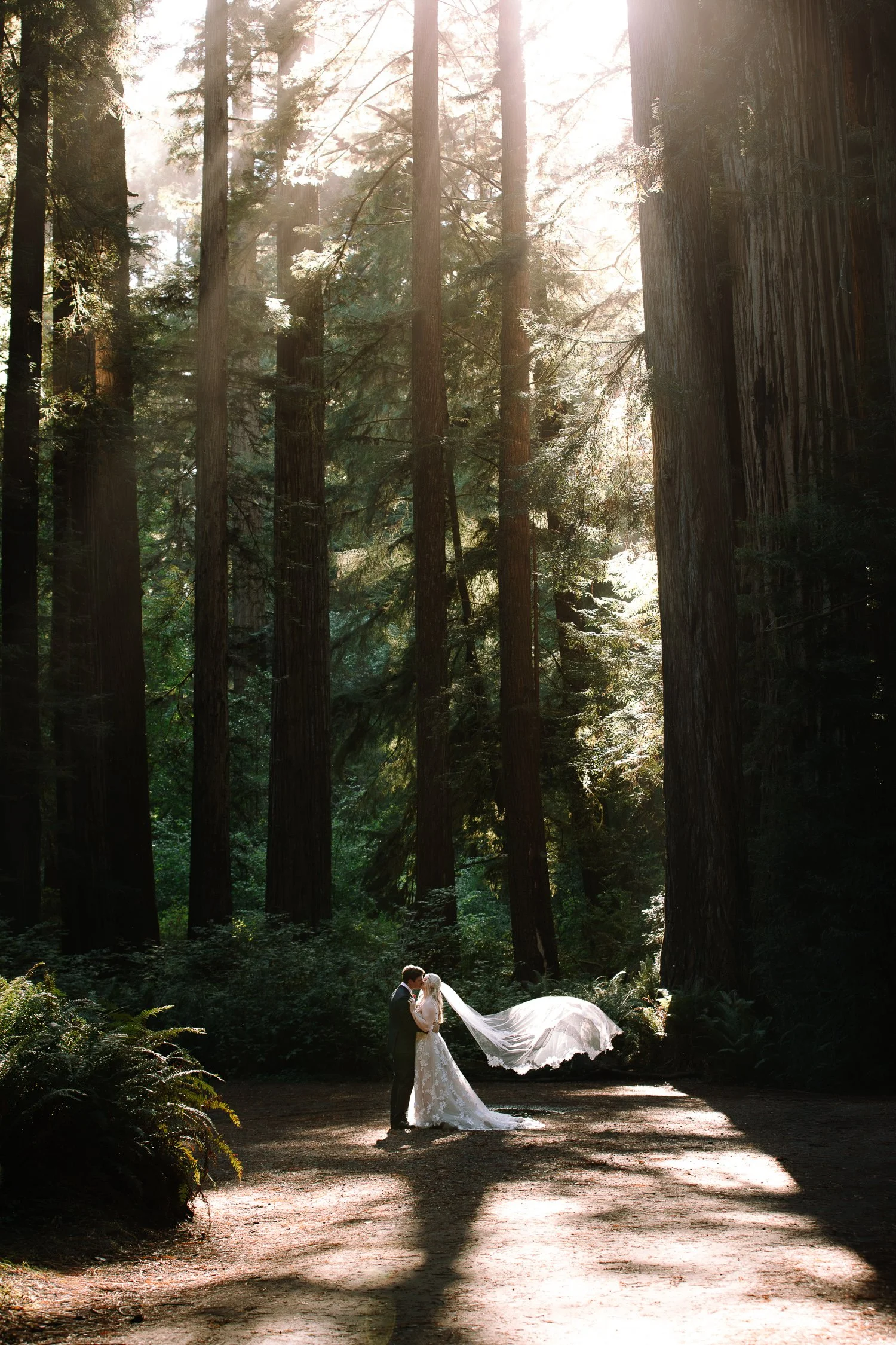 Wide portrait of bride and groom standing beneath tall redwood trees with soft light