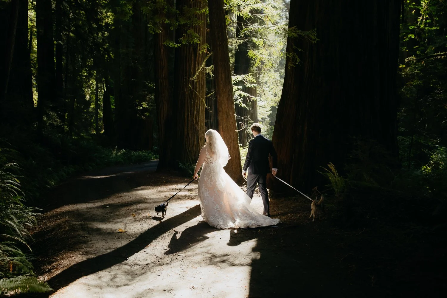 Bride and groom walking with their dogs beneath redwood trees