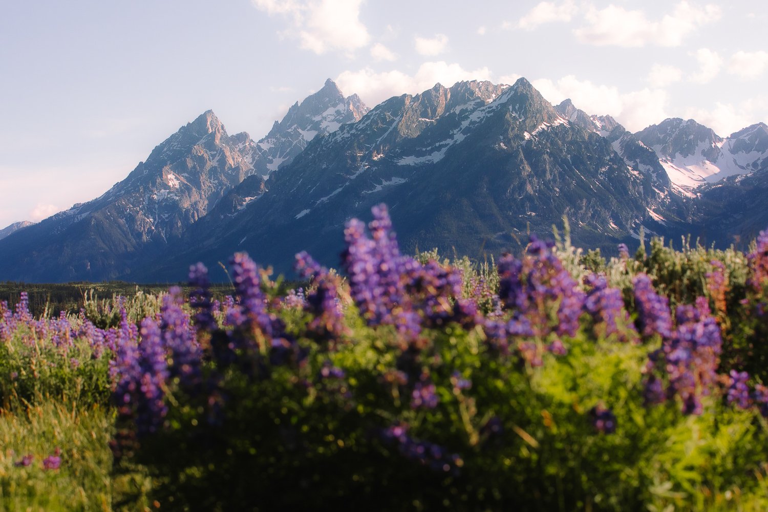 Summer wildflowers blooming in a meadow with the Grand Teton mountain range in the background.