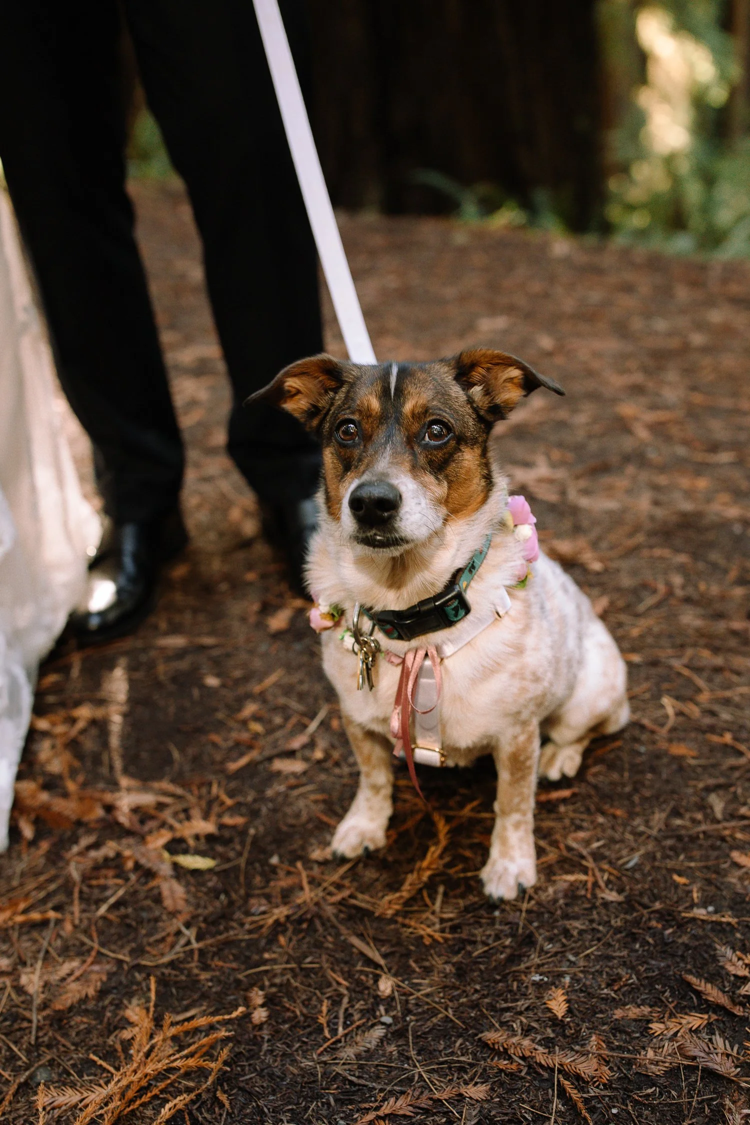 Dog wearing floral collar during Prairie Creek Redwoods wedding