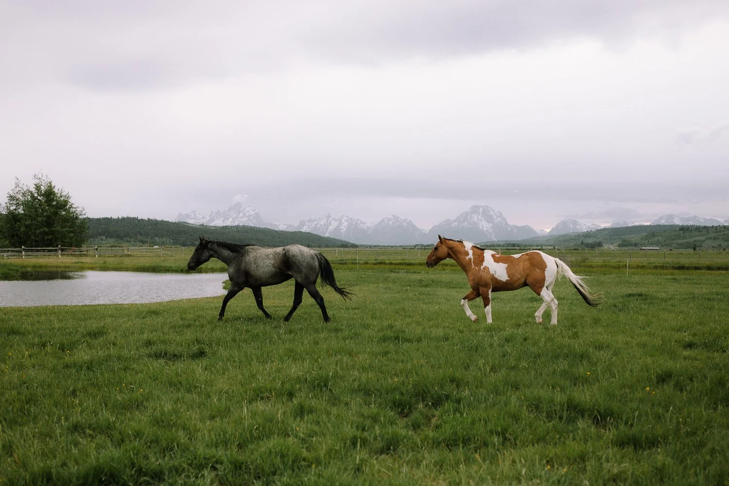 Horses walking through a grassy ranch pasture with the Teton Range in the background