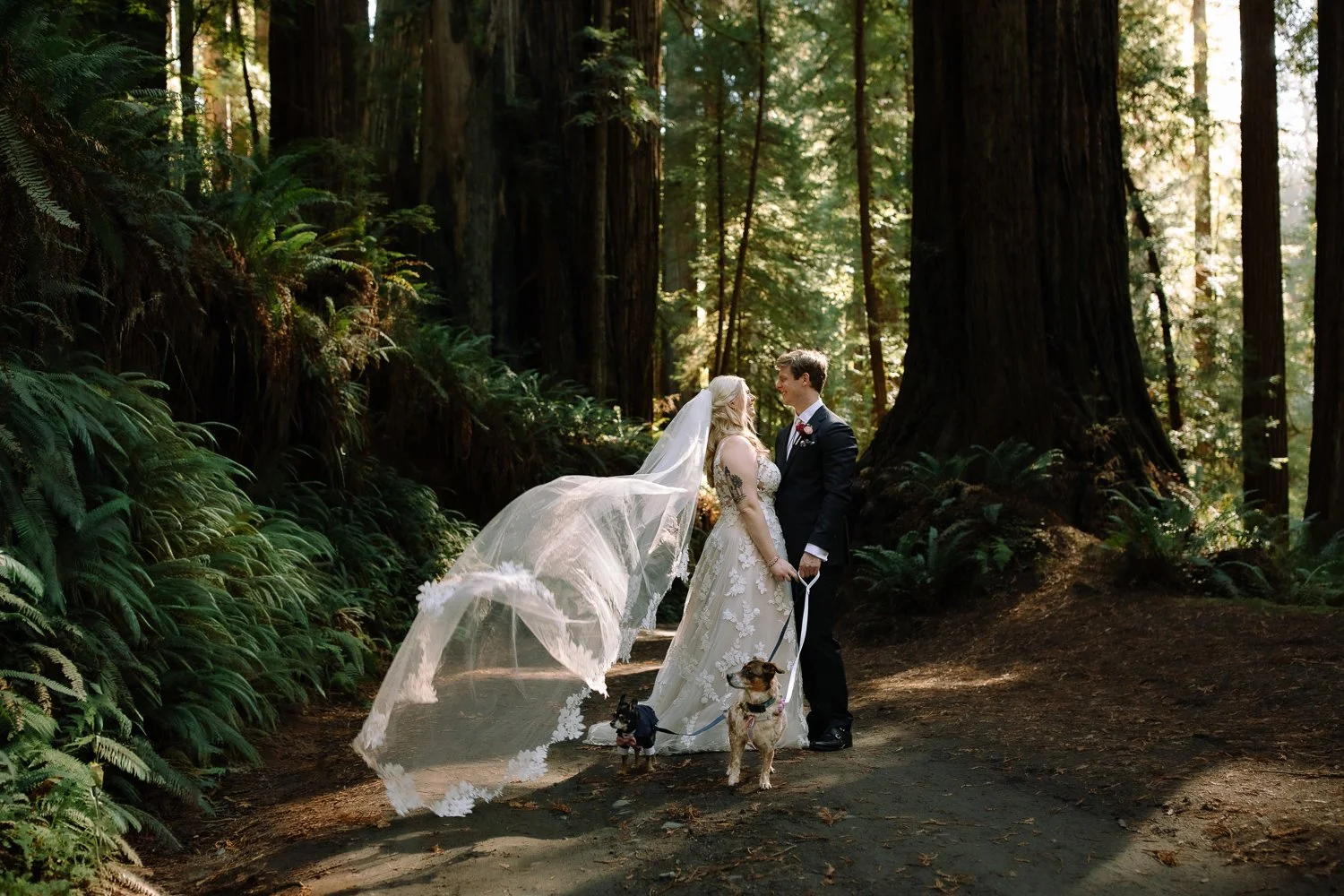 Bride and groom walking with their dogs beneath redwood trees, veil flowing behind