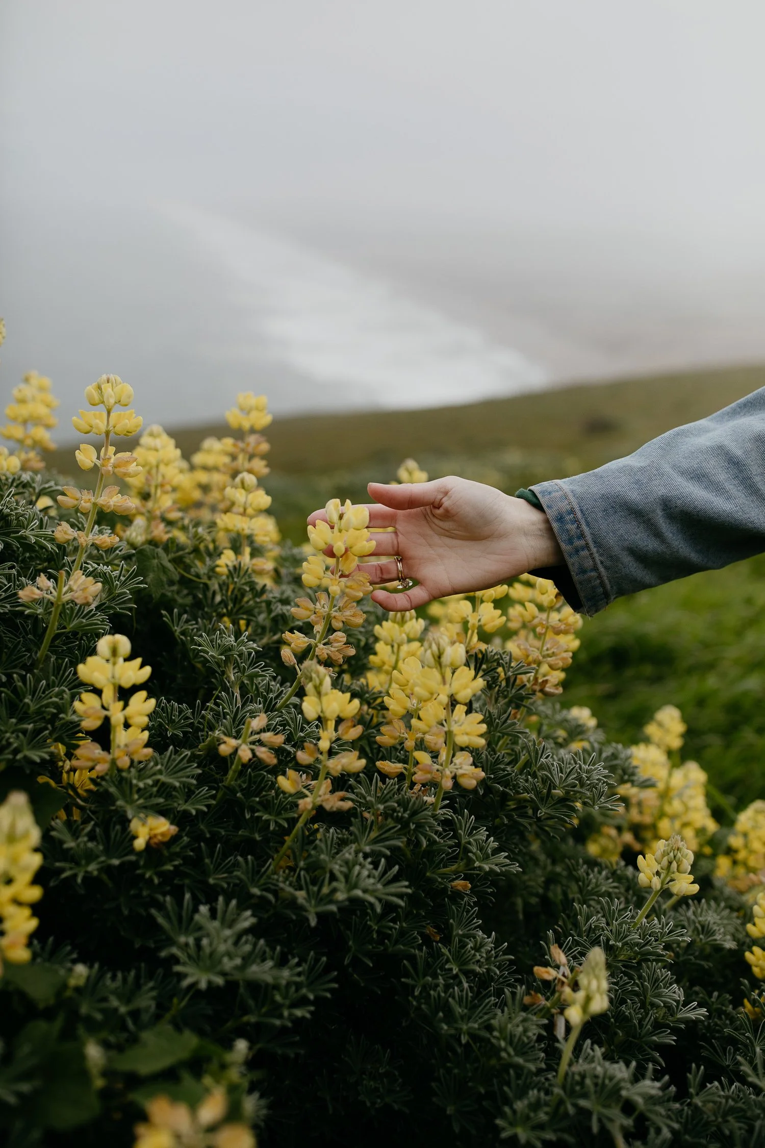 Yellow lupine blooming in spring at Point Reyes National Seashore