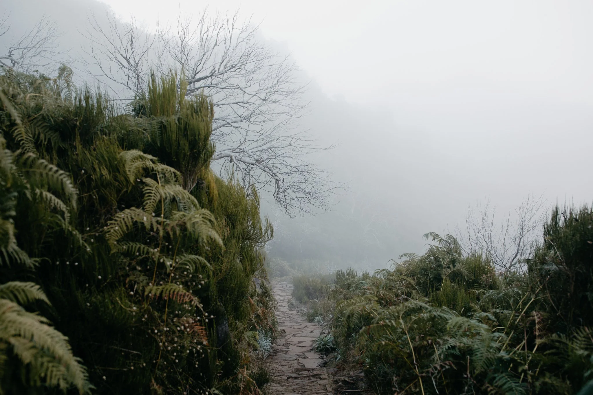 Narrow hiking trail through lush greenery and mist in a mountainous landscape