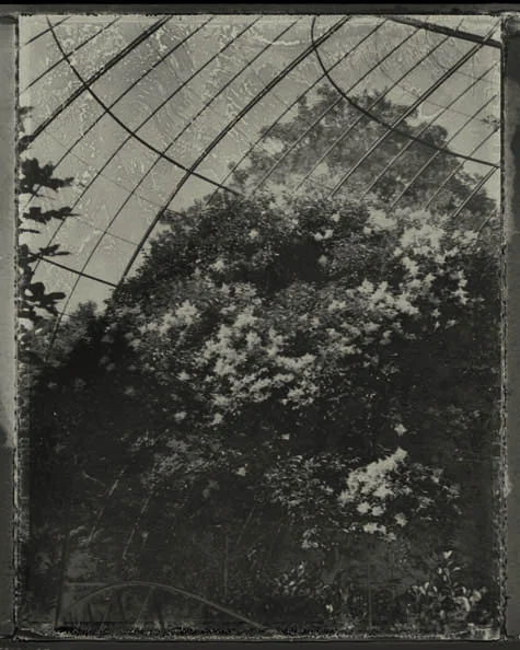 l'arbre en cage , sarah moon, 2013