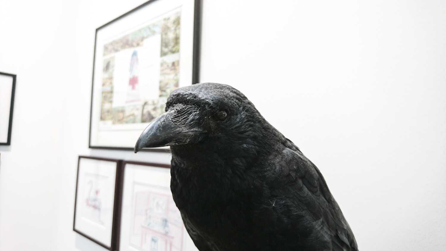mark dion the old crow 2016 in situ fabienne leclerc