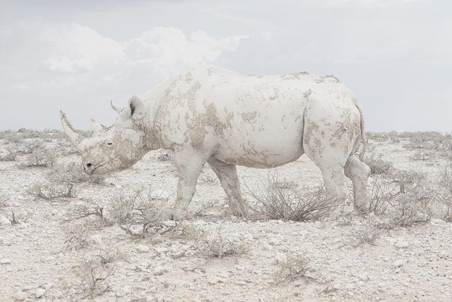 Maroesjka Lavigne - White Rhino Namibia 2015 - Robert Mann Gallery