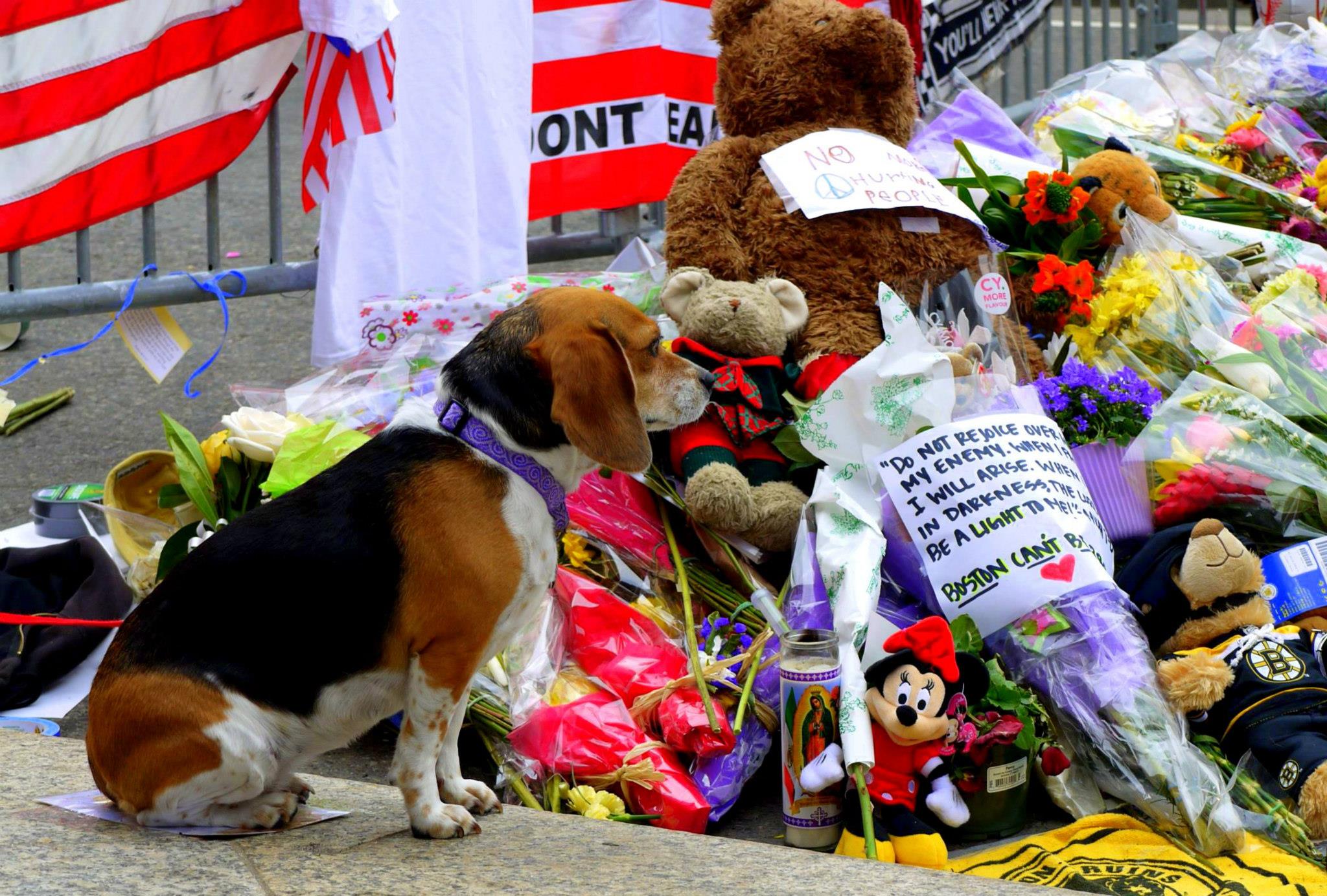    Boston Marathon 2013 |  Four-legged support too!  