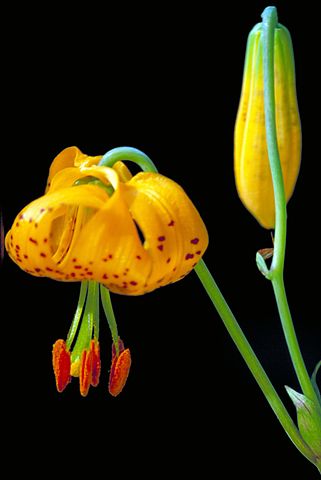 321px-Columbia_lily.jpg