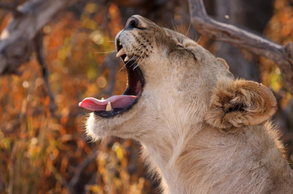 lion.jpg