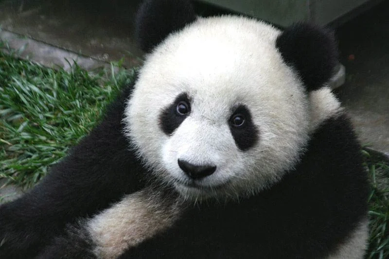 800px-Panda_Cub_from_Wolong,_Sichuan,_Chinawe.jpg