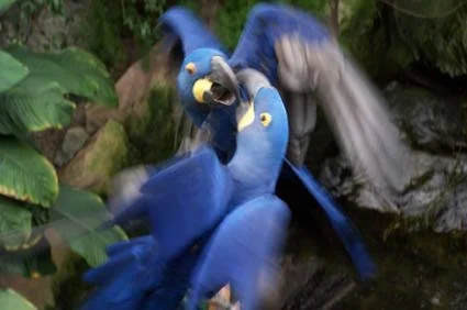 Two_cute_blue_wild_birds_kissing_in_africa