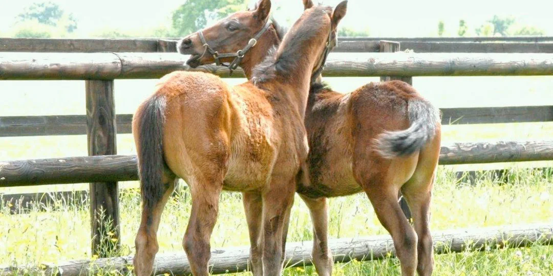 Midlands Foal Syndicate 2