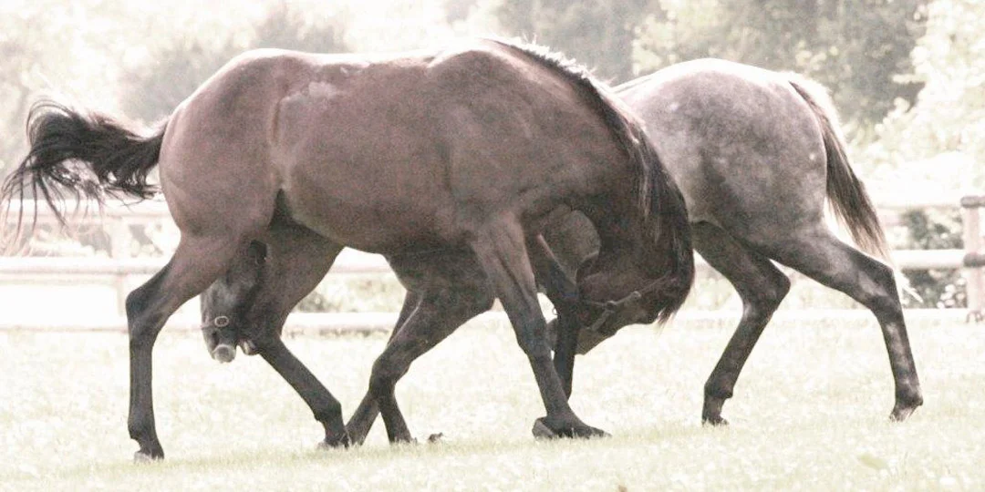 Thoroughbred Boarding School 2