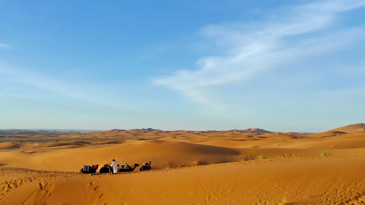 prepping the camels.jpg