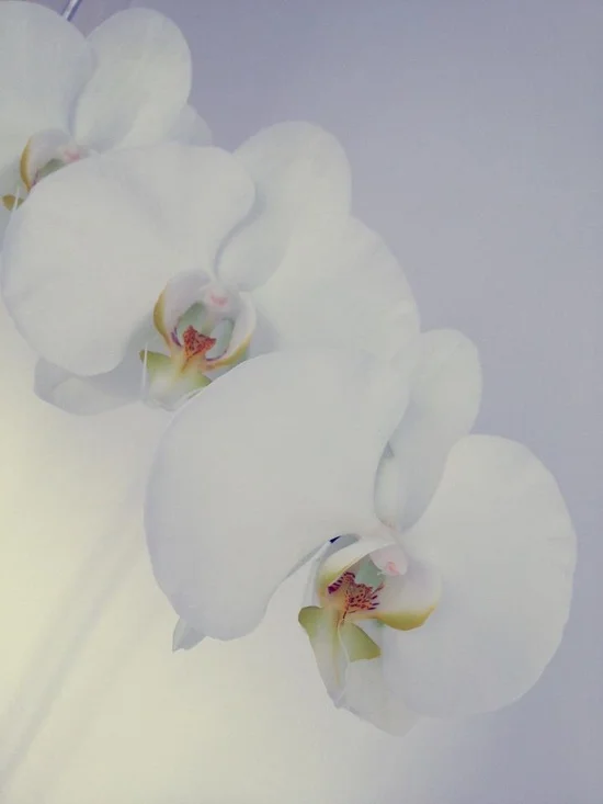 white orchids.jpg