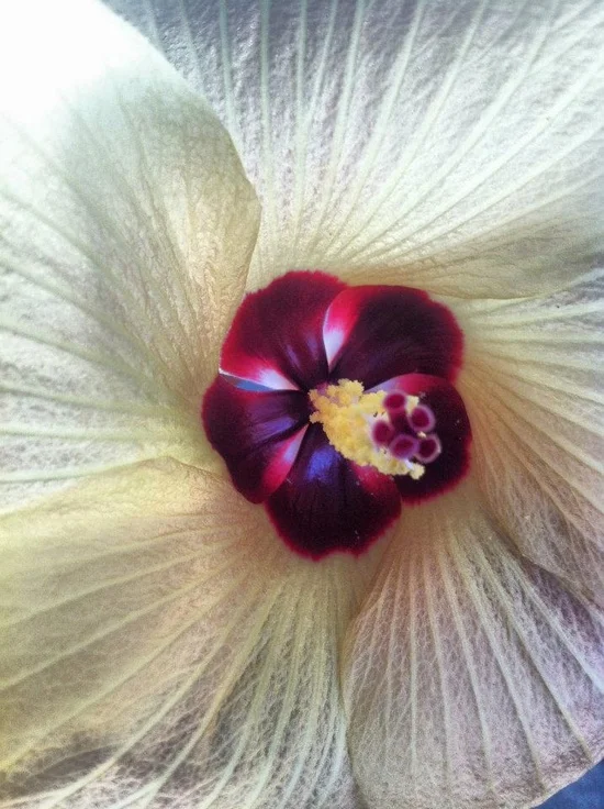 Hibiscus.jpg