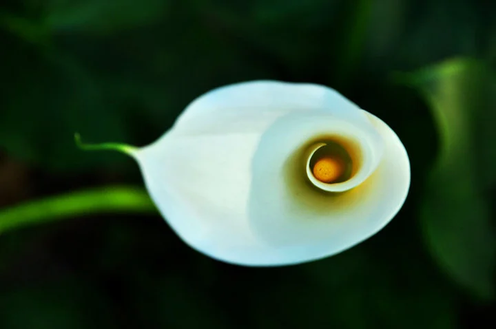 Calla.jpg