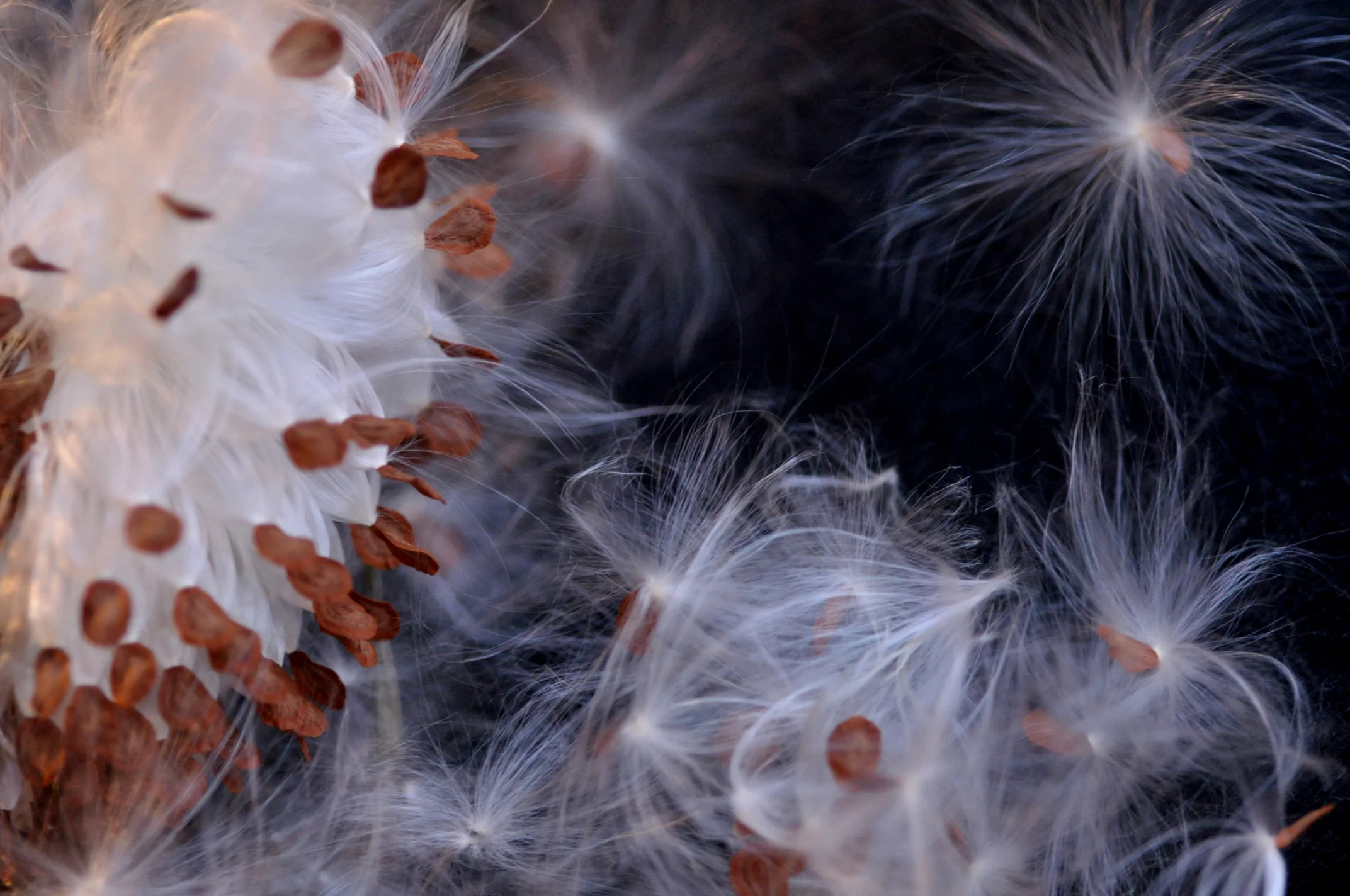 seedlets.jpg