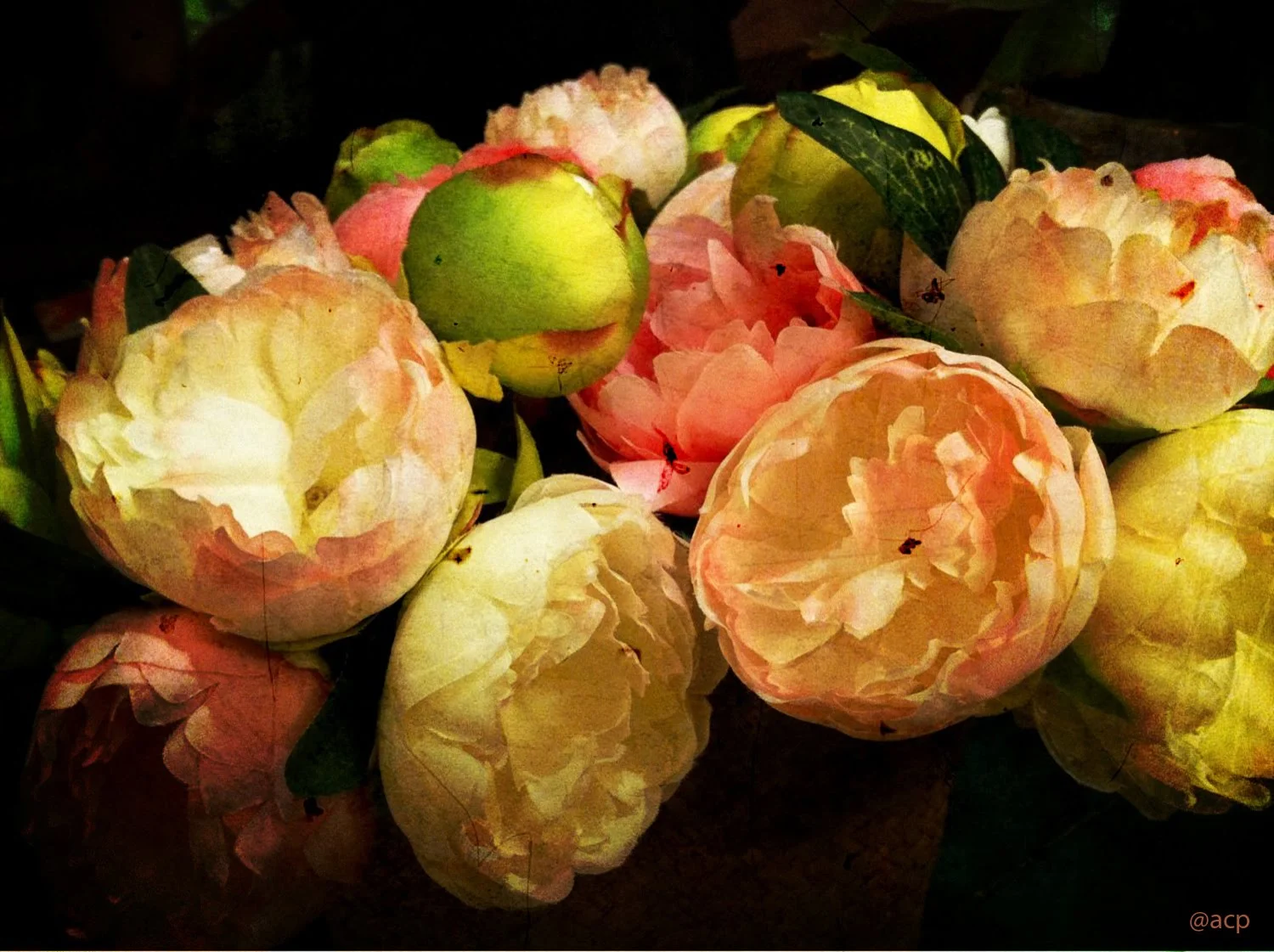 my flowers.jpg