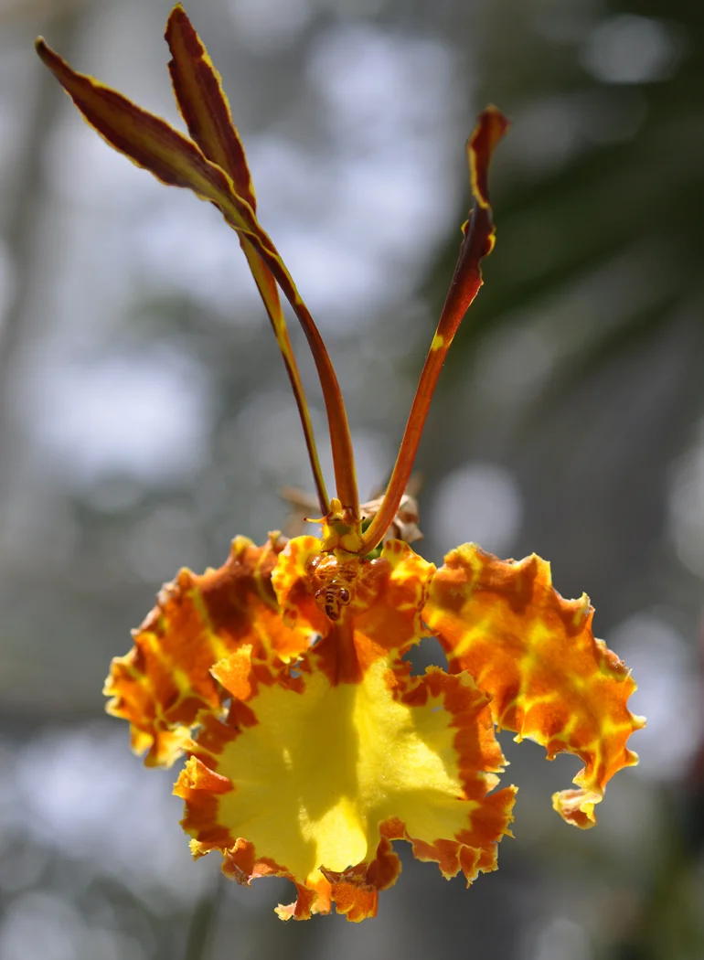 goldenBEE.jpg