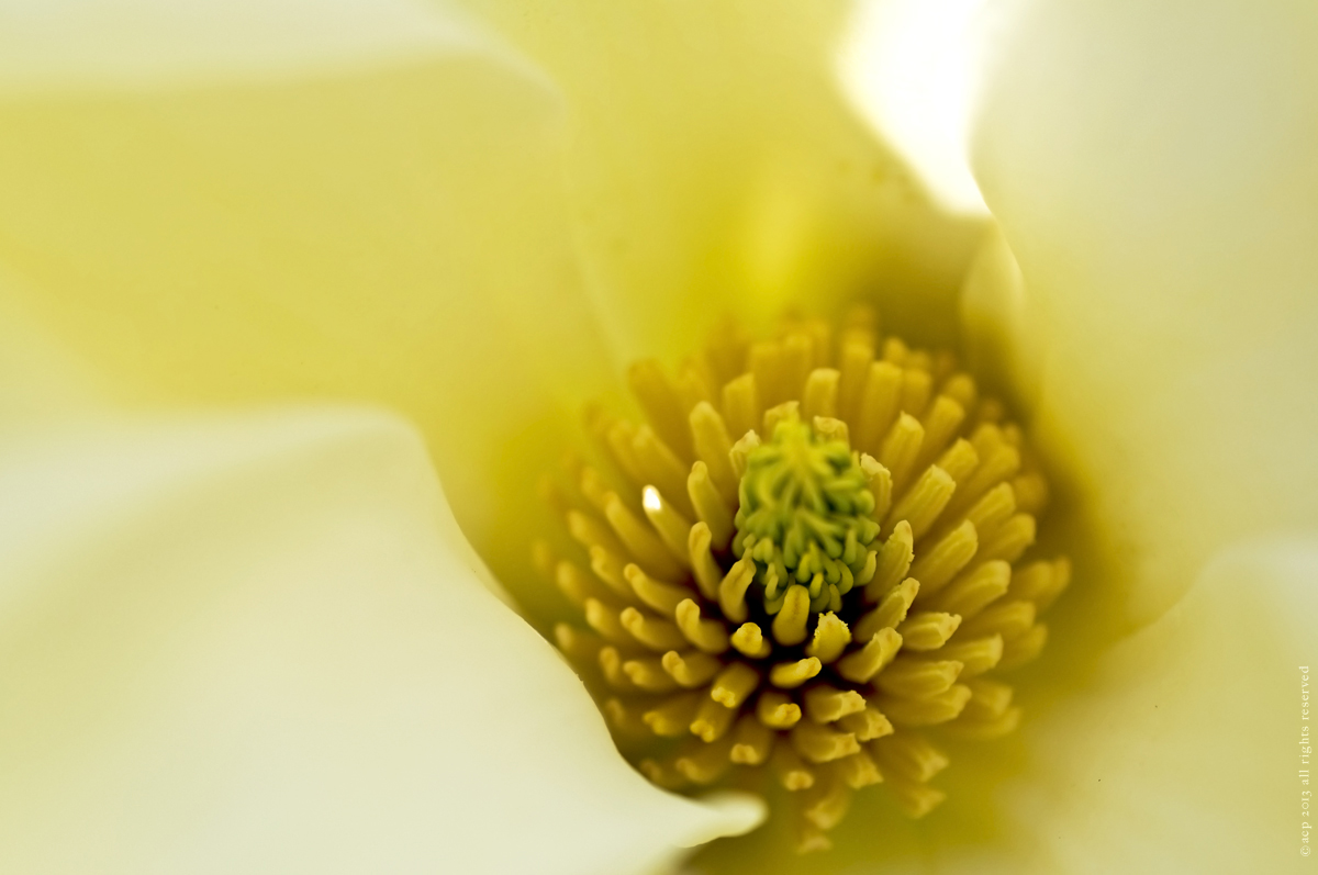 YELLOW FLOWER.jpg