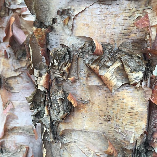 Beautiful Bark #texture #tree #naturalpatterns #wynspeare #hiddenbeauty #treeinspiration #beautifulbark