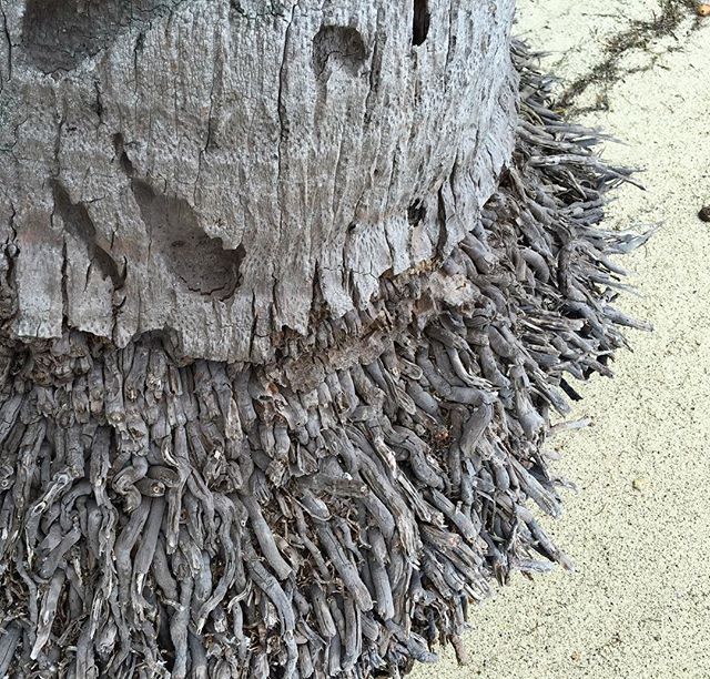 Beachside Bark #texture #trees #naturalpatterns #wynspeare #treeinspiration #beautifulbark