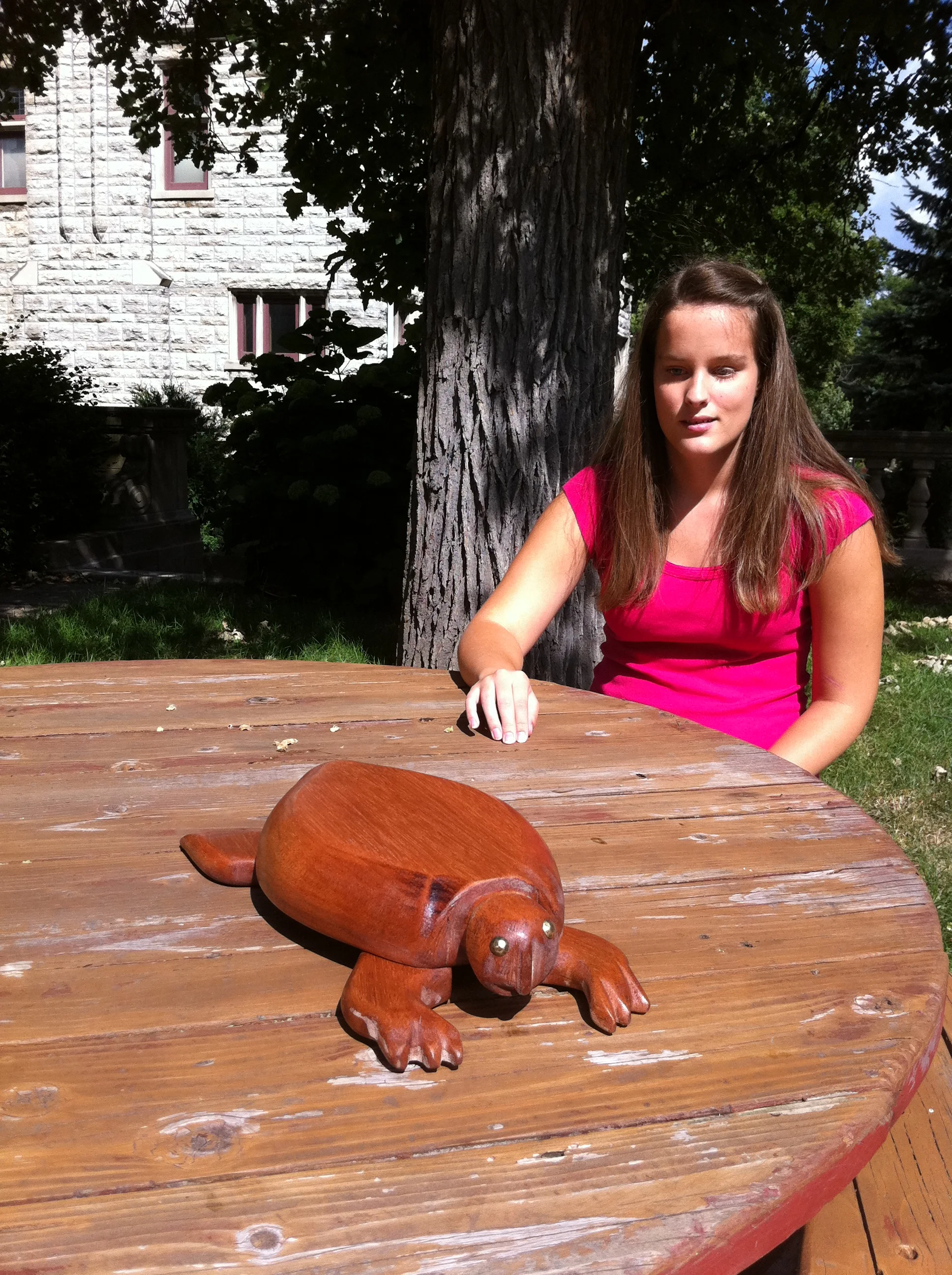 Mahogany Turtle by Jordyn Castor