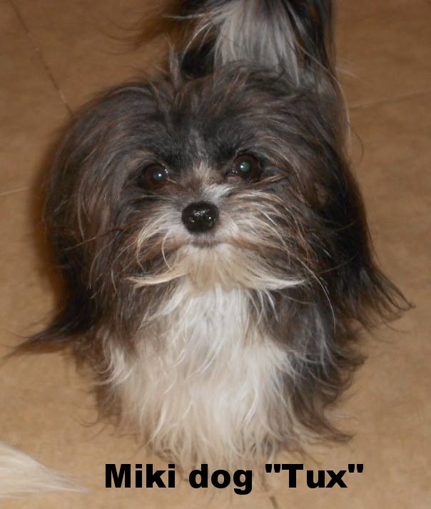 This Is Tux, One Of The Father's To Many Of Our Mi-Ki Puppies