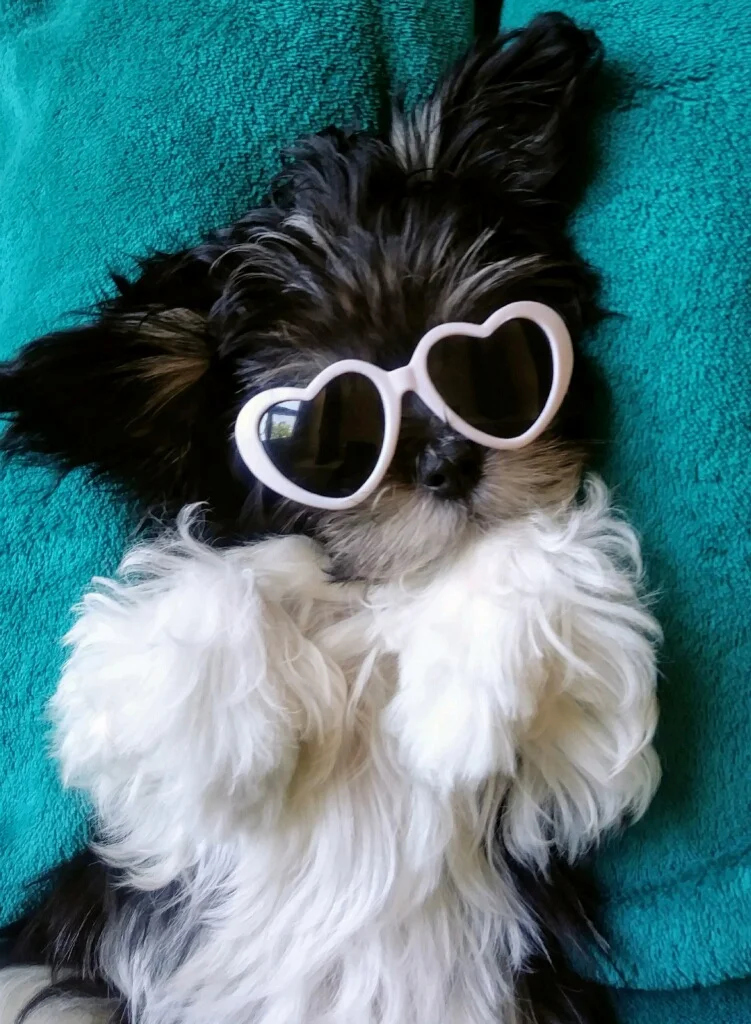 pika with glasses.JPG